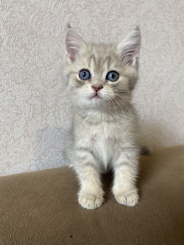 Птицы: Золотая шиншилла, Самец, Самка