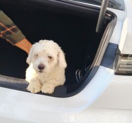 sort qazlar: Пудель, 8 месяцев, Самец, С прививками