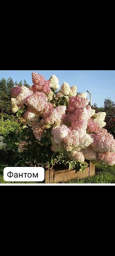 регулятор: Саженцы — 3