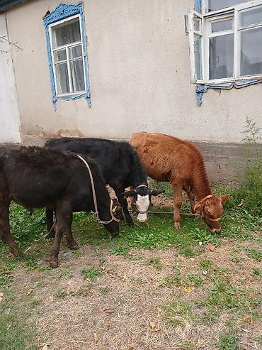 Продам с/х животных: Продаю | Бык (самец) | Полукровка | Для разведения | Привязанные — 2