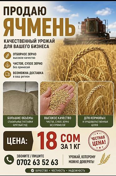 18 сомдон,рассыпной арпа сатам, 50 тонна бар
