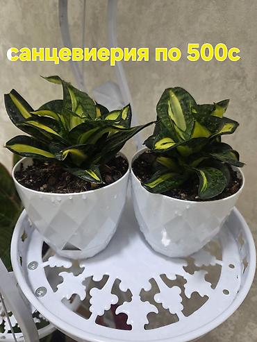 оксалис: Комнатные растения в горшках. - Подборка неприхотливых растений — 4