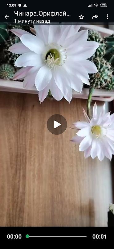 Фикусы: Комнатные цветы. Кактус. Лилия.кактус Эпифиллум (Epiphyllum) или — 3