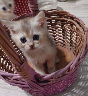 Pişiklər: Şotland, Erkək, Dişi, Yaxşı əllərə, Ünvandan götürmə — 18