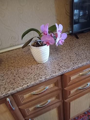 nokia yarpaq: Filoden­dron (Phalaenopsis) orkide – açıq bənövşəyi çiçəklərlə - — 3