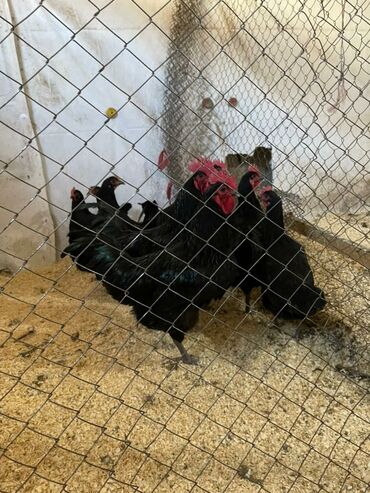 цыплята in Кыргызстан | ПТИЦЫ: Продаю | Куры, Цыплята, Инкубационные яйца | Для разведения