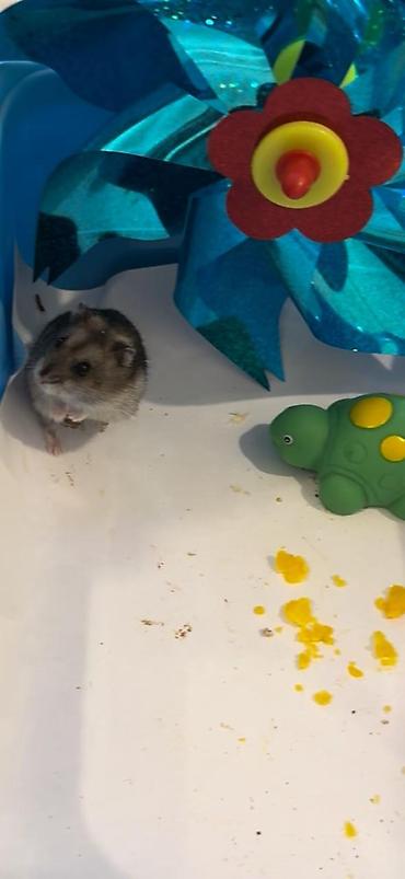gəmiricilər: Cırtdan hamster – qısa quyruq, yumşaq boz-ağ tüklü, qara şapqalı — 1