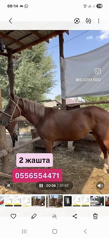 маркрвь на корм: Продаю | Кобыла (самка) | Конный спорт — 1
