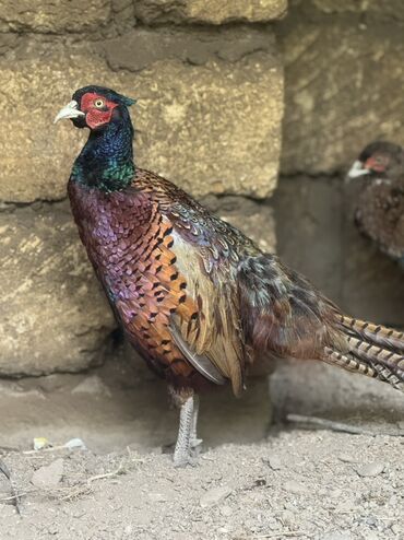 Xoruzlar: Xoruz, il: 1, Pulsuz çatdırılma — 5