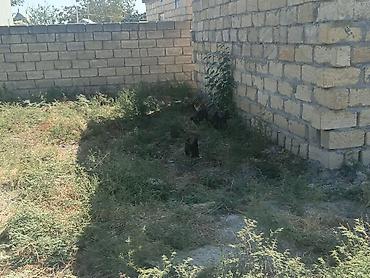 cins toyuqlarin satisi: Salam kənd yumurtası satılır.2-3 gündən bir yumurta olur.Həyətdə — 10