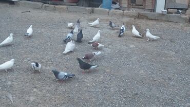 Göyərçinlər: Məhsul: Güvənçinlər (xüsusi uçuş və rəng çeşidləri) Təsvir: - — 19