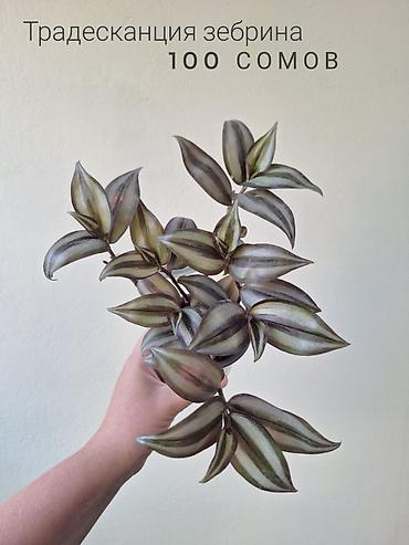 ремонт аквариума: 🌿 Комнатные растения/цветы (детки/молодые растения). 🪴 Названия и цены — 8