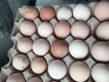 несушки курицы: Продаю | Инкубационные яйца | Домашняя | На забой, Для разведения, Несушки