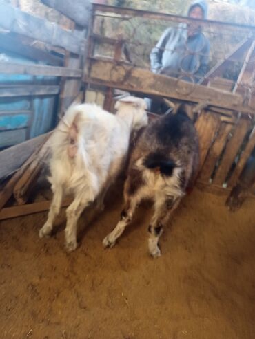 Козы, козлы: Продаю | Коза (самка) | Для разведения — 14