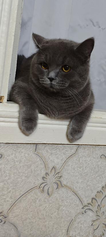 mini spitz: Britan, Erkək, Yaxşı əllərə, Ödənişli çatdırılma — 2