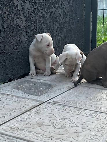 Продажа собак: Питбуль, 1 месяц, Самец — 7