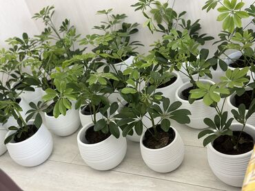 Другие комнатные растения: Комнатные цветы at lalafo.kg — 4 Другие комнатные растения: Комнатные цветы — 4