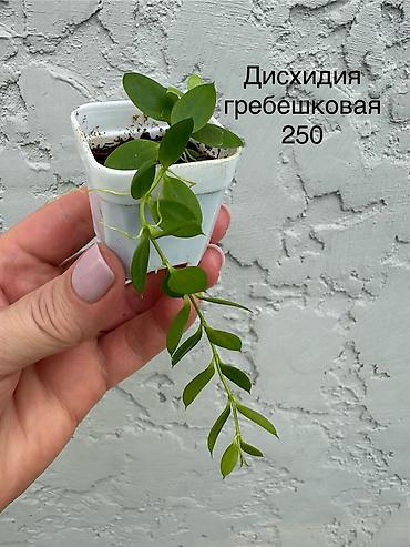 хойи: Продаю хойи. Цены от 250 - 300 сом — 6