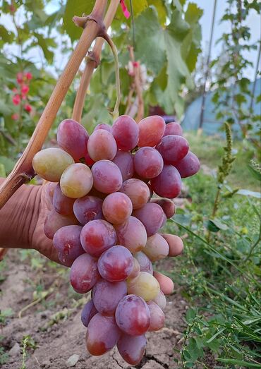 Фрукты и ягоды: 2-летние саженцы винограда. Все сорта винограда на фото исключительно — 8