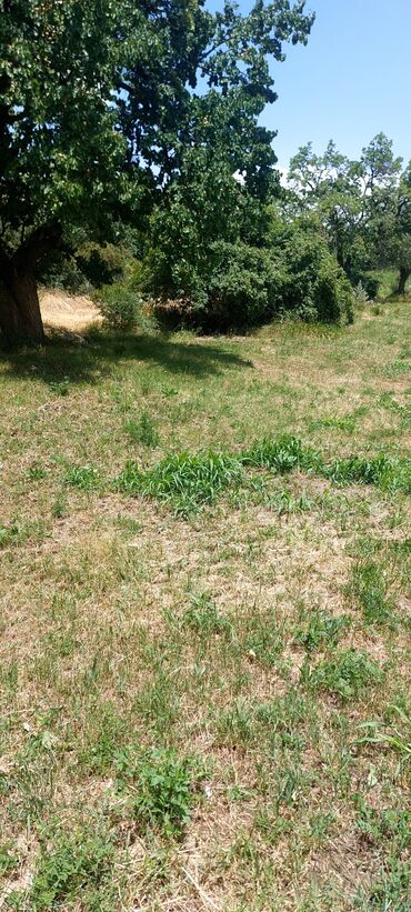 agdasda tecili satilan evler: Əkin sahəsi kənd təsərrüfatı fəaliyyəti üçün geniş imkanlar təklif