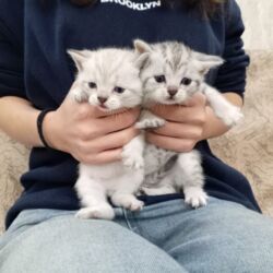 Pişiklər: Şotland, Dişi, Yaxşı əllərə, Ünvandan götürmə -da lalafo.az — 2 Pişiklər: Şotland, Dişi, Yaxşı əllərə, Ünvandan götürmə — 2