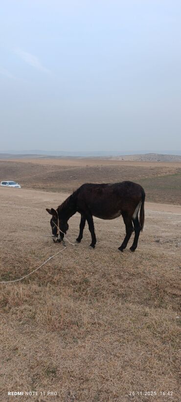 Eşşəklər: Məhsul: Qoyun Eşşəyi dişi boğaz 077-409-41-42 Bəhman qiymət 100₼ — 2