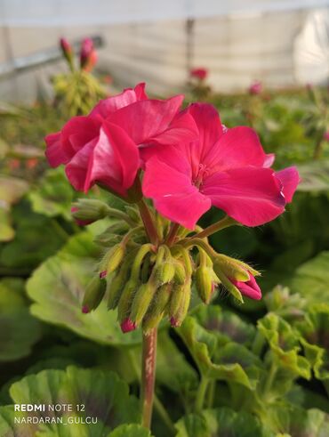 Çöl bitkiləri: Geran-ətirşah güllərinin topdan və pərakəndə satışı — 6