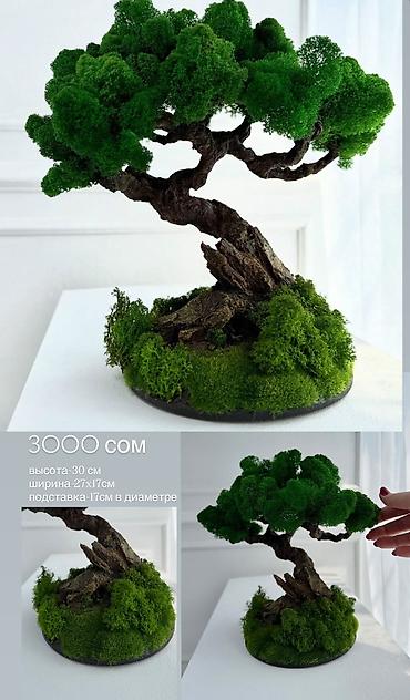 Декоративные цветы: Цены от 2500 сом( указаны на фото) В наличии и на заказ (3-7 дней) Все — 7