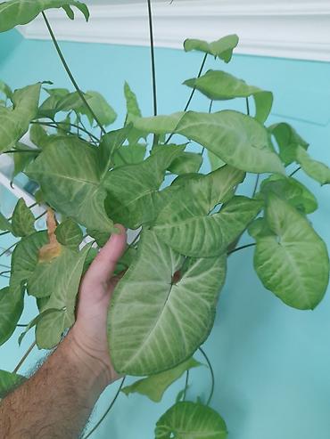 devedabani bitkisi: Syngonium podophyllum (ox uclu sarmaşıq), asma/sarmaşıq formada otaq — 2