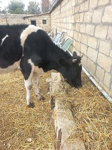 keci satisi tap az: Salam. Təmiz ivanofqadi anasinin şəkileri var . anasi 27 ltr sud — 4