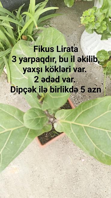 otaq gulu: Fikus Lirata - 3 yarpaqlıdır - Bu il əkilib - Yaxşı kök sistemi - 2 — 1