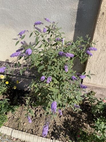 Садовые цветы и кустарники: Буддлея Давида (Buddleja davidii), кустарник с длинными кистями