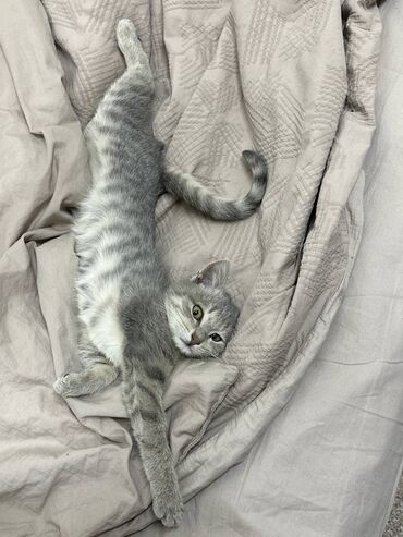 сиамский котенок: Ищем нового хозяина! В добрые руки Котенок 5,5 месяцев Мальчик Кличка