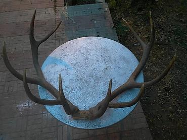 maral basi: Qırmızı Maral buynuzu 40-50 ilindi — 5