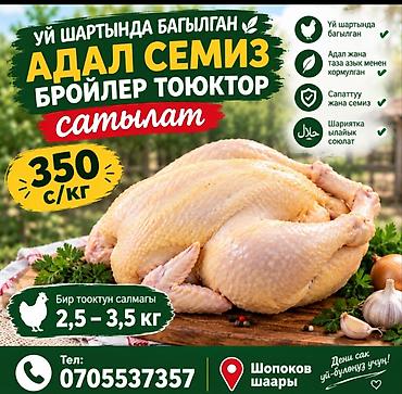 курбан кара: Бройлерные цыплята, выращенные в домашних условиях. Халяль — 1