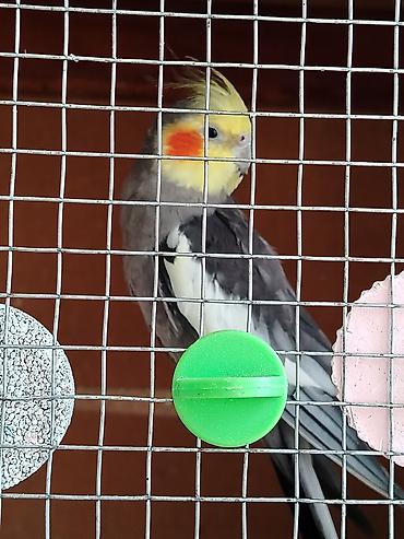 korella satışı: Nimfa (cockatiel) – boz-ağ lələklər, sarı çöhrə və narıncı yanaq — 1