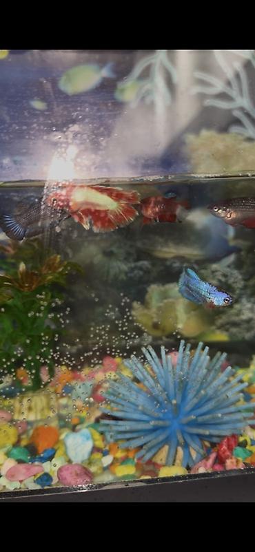 Рыбы: Бойцовые рыбки (Betta splendens) — разноцветные самцы и самки — 7