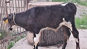 Inəklər, öküzlər: Dişi, Simental, il: 3, 550 kq — 9