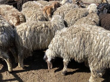 меринос овцы: Продаю | Овца (самка), Ягненок, Баран (самец) | На забой | Кастрированные, Осеменитель, Матка