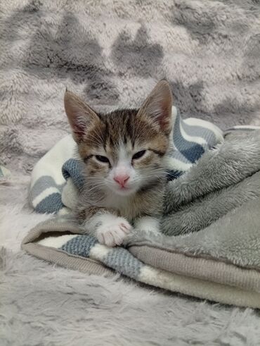 купить котят в бишкеке: Кошка даром: Бурманская, 2 месяца, Мальчик, Проглистована