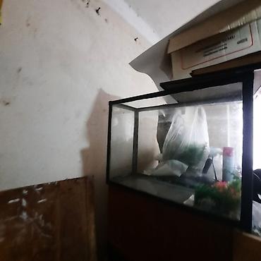 skalari: Akvarium – şüşə korpus, metal/plastik çərçivə - Ölçü: orta ölçülü — 5