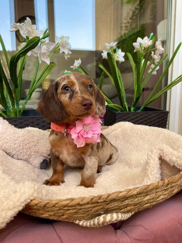 Psi: Odgajivacnica pasa "Happy Puppies" ima u ponudi prelepe stence mini — 3