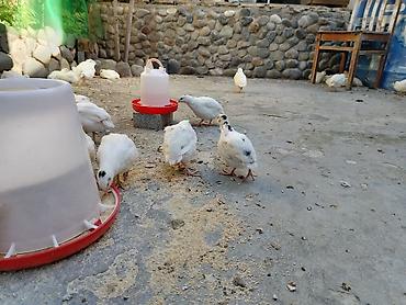 pudel qiymeti: Bildirçin, tam sağlamdır qiymeti 1.50 — 7
