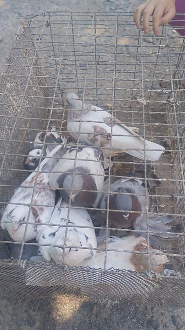голуби птицы животный: Породистые декоративные голуби бухарый барабанщик с хохлом и «космами» — 8