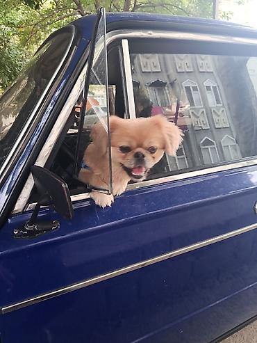 pekin ördeği: Cins: Pekinges (Pekingese) Rəng: açıq qəhvəyi/qızılı Cinsiyyəti: erkək — 1