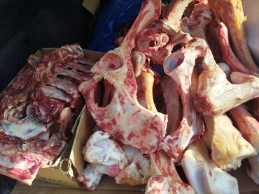 цена баранины в бишкеке: Продаю кости, говядина, баранина 25 сом