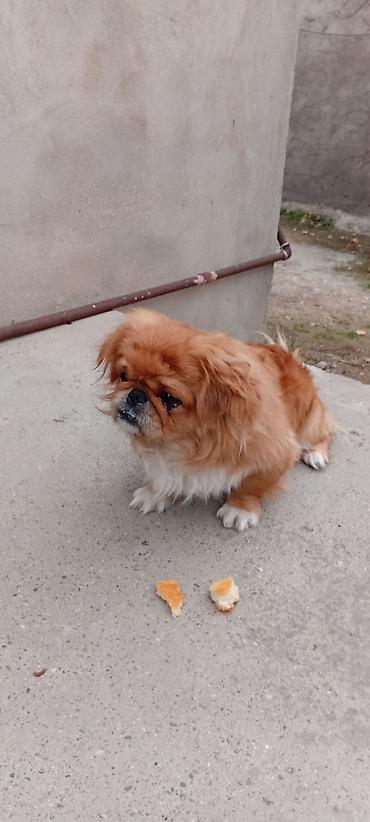 qurd basar iti: Pekines — 3