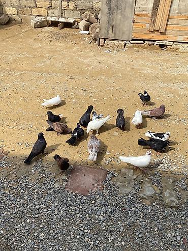 Tergime heyvablardır saglamdılar 4 baldan elaqe ucun buna yazn lalafo.az -da Tergime heyvablardır saglamdılar 4 baldan elaqe ucun buna yazn