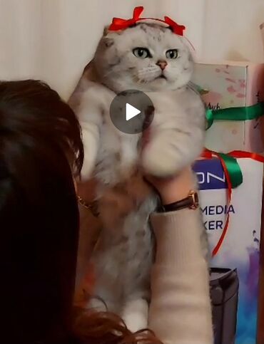Pişiklər: Şinşilla, Dişi, Yaxşı əllərə, Ünvandan götürmə, Pulsuz çatdırılma, Ödənişli çatdırılma