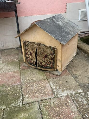 İtlər: •	Yaşı: 4 aylıq (5 aylığa keçəcək) 	•	Tam aktiv və sağlamdır 	•	Bütün — 9